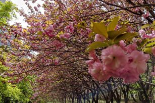 春意萌动，万物复苏，william威廉中文官网邀您赏花